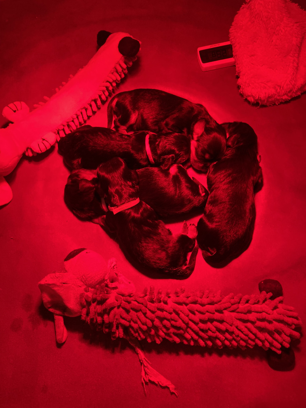 Chiot Cavalier King Charles Spaniel Of Amadeus Gardens